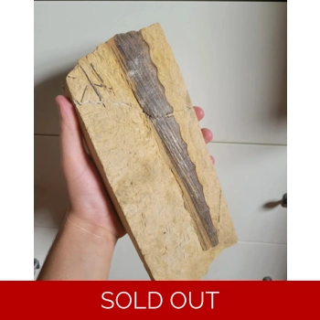 Rare Partial Proto..