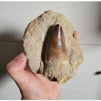 Huge Prognathodon Mosasaur Tooth Fossil⁴ Huge Prognathodon Mosasaur Tooth Fossil⁴