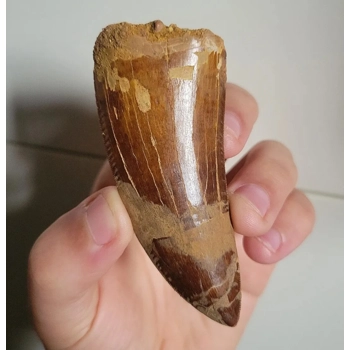 Large Rare 3.5inch..