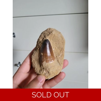 Prognathodon Curii..