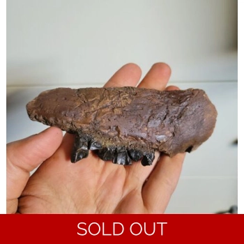 Rare Upper Jaw Fos..