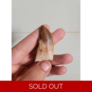 Rare Rooted Carcha..