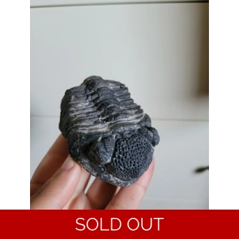 Drotops Megalomani..