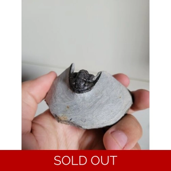 Cornuproetus Cornu..