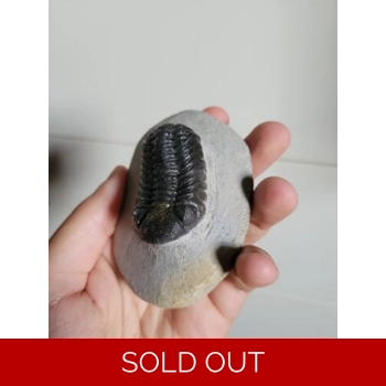 Stunning Detailed ..