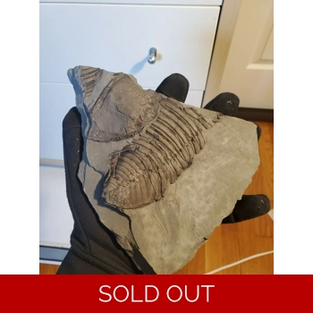 Huge Trimerus Delp..