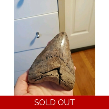 Rare Megalodon Too..