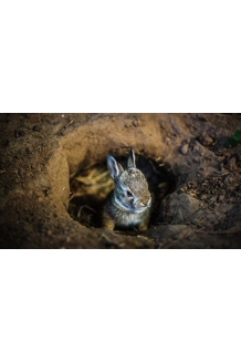 FULGORE IN-PERSON POLITICS MASTER CLASS 4-HOUR