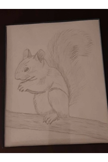 SKETCH SQUIRREL
