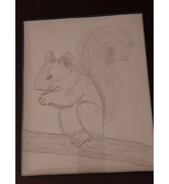 SKETCH SQUIRREL