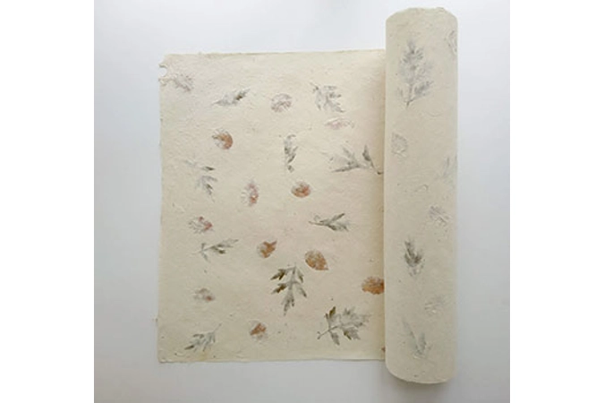 Begonia og Fern Begonia og Fern