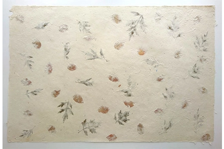 Begonia og Fern Begonia og Fern