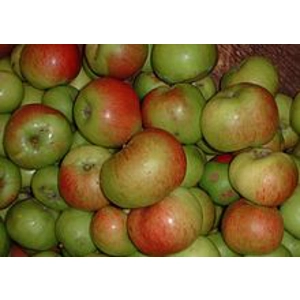 Box of  brambley cooking apples