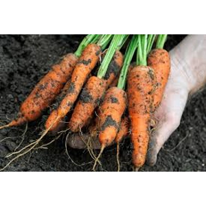 Dirty Carrot bunch