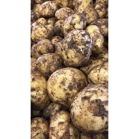 New Comber Potatoes