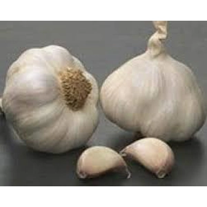 Garlic bulb spanish