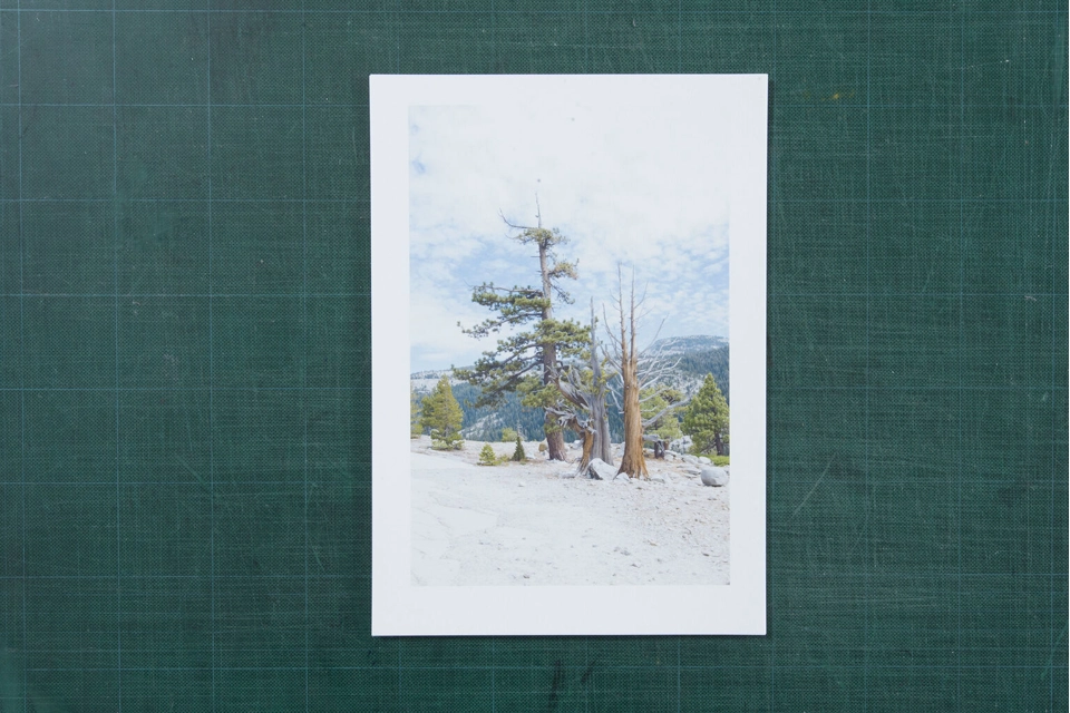 Print Trio #1: Three Trees