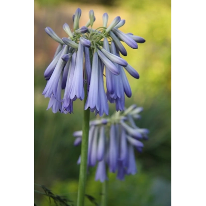 Why You’ll Love the Drooping Agapanthus (Agapanthus inapertus)