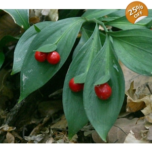Butcher's Broom