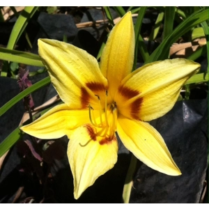 Daylily 060 - Bonanza