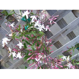 Pink Jasmine