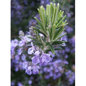Rosemary