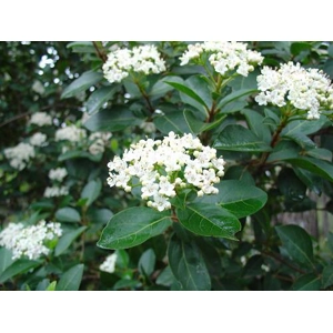 Viburnum