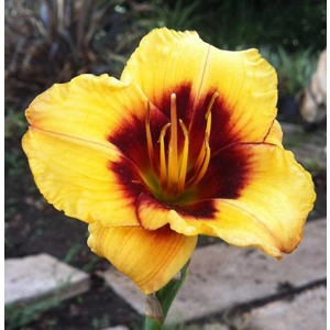 Daylily - Boorobin Magic
