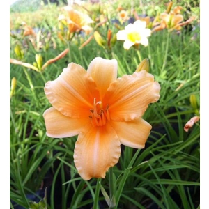 Daylily 267 - Apricot Sparkles