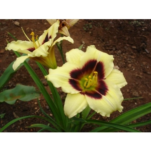 Daylily 'Little Gypsy Vagabond'