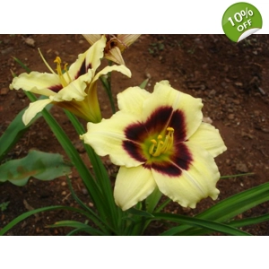 Daylily 'Little Gypsy Vagabond'