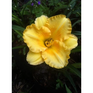 Daylily 270 - Golden Eye