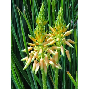 Cooper's Grass Aloe
