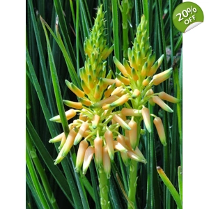 Cooper's Grass Aloe