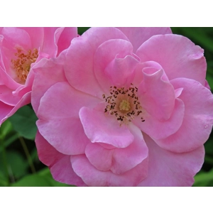 Rose - Simplicity Pink