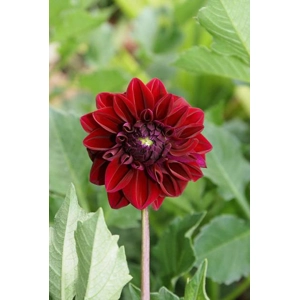 Dahlia Decorative