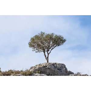 Wild Olive