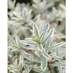 Hebe Variegata