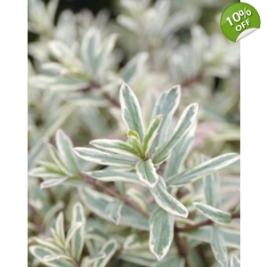 Hebe Variegata