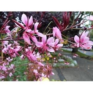 Beeblossom - Pink