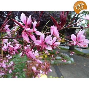 Beeblossom - Pink