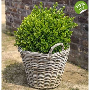 Small-Leaf Boxwood
