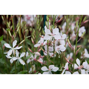 Beeblossom - White