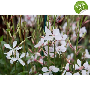Beeblossom - White