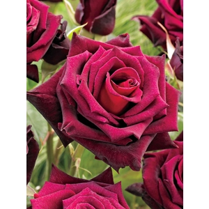 Rose - Oklahoma