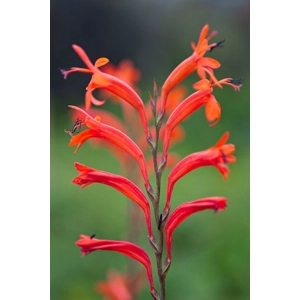 Watsonia - Red
