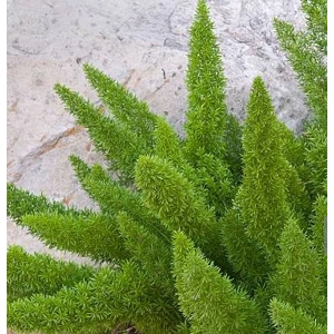 Foxtail Fern