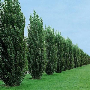 Chinese Poplar