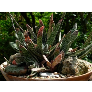 Gasteria bicolor