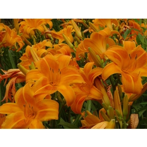 Daylily 'Rocket City'